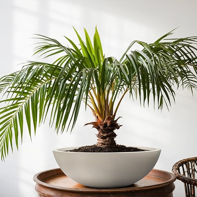 7.7" H x 22" D Round Bowl Fiberstone Planter for Succulent and Lotus with Drainage Hole, Smooth Finishes, Weather Resistant, Included 2 Extra Coco Mats (Taupe, 19.9" Pot Opening)